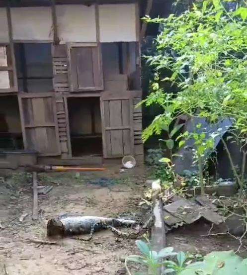 Video ular piton telan induk ayam malah kelojotan.