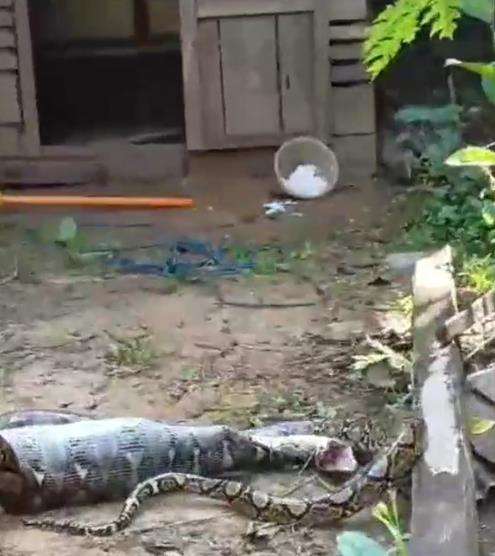 Video ular piton telan induk ayam malah kelojotan.