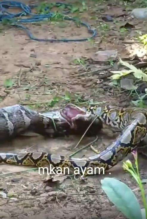 Video ular piton telan induk ayam malah kelojotan.