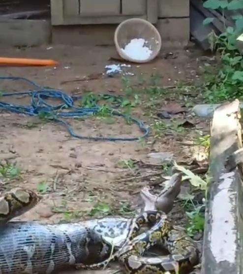 Video ular piton telan induk ayam malah kelojotan.