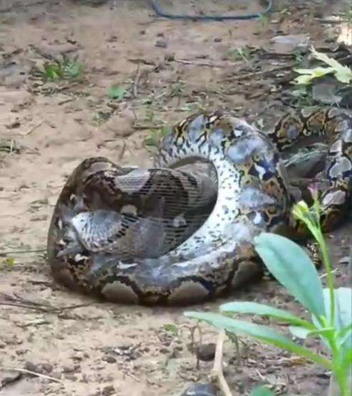 Video ular piton telan induk ayam malah kelojotan.
