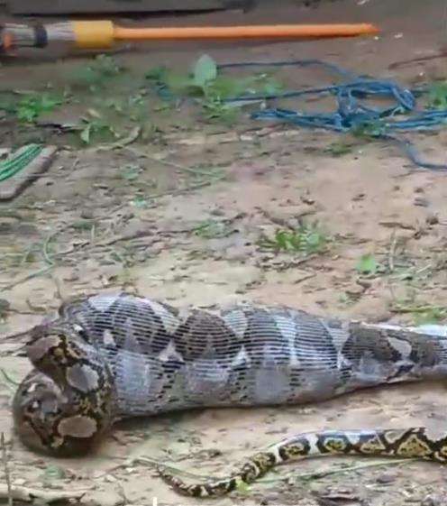 Video ular piton telan induk ayam malah kelojotan.