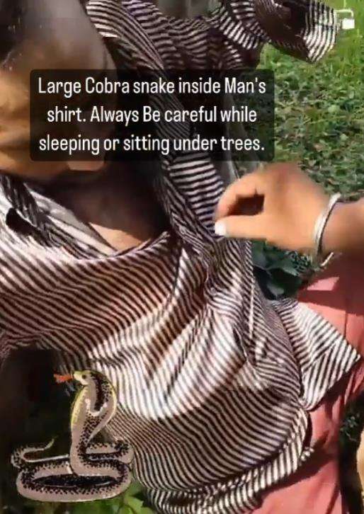 Ketiduran di bawah pohon, baju pria ini dimasuki ular kobra.