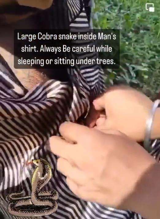 Ketiduran di bawah pohon, baju pria ini dimasuki ular kobra.