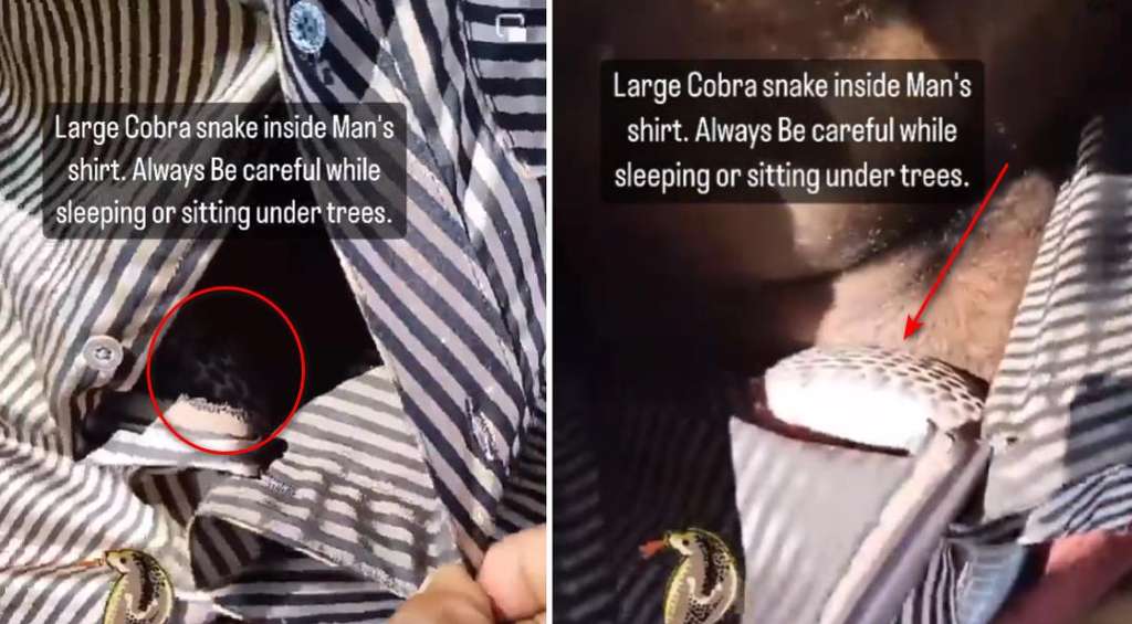 Ketiduran di bawah pohon, baju pria ini dimasuki ular kobra.