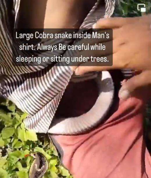 Ketiduran di bawah pohon, baju pria ini dimasuki ular kobra.