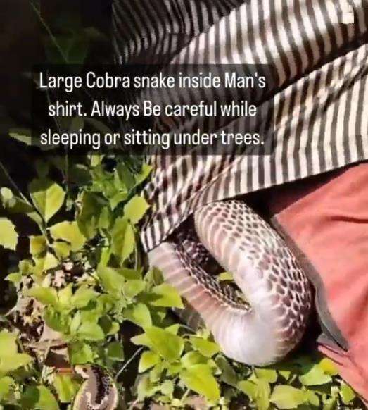 Ketiduran di bawah pohon, baju pria ini dimasuki ular kobra.
