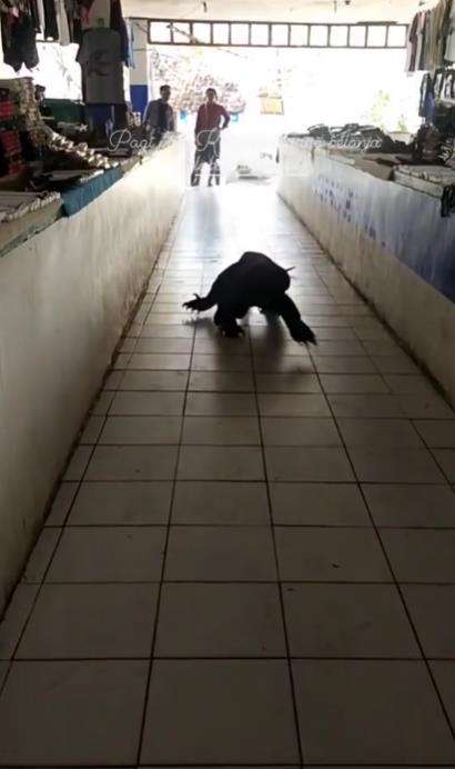 Viral komodo jalan-jalan di pasar souvenir Labuan Bajo.