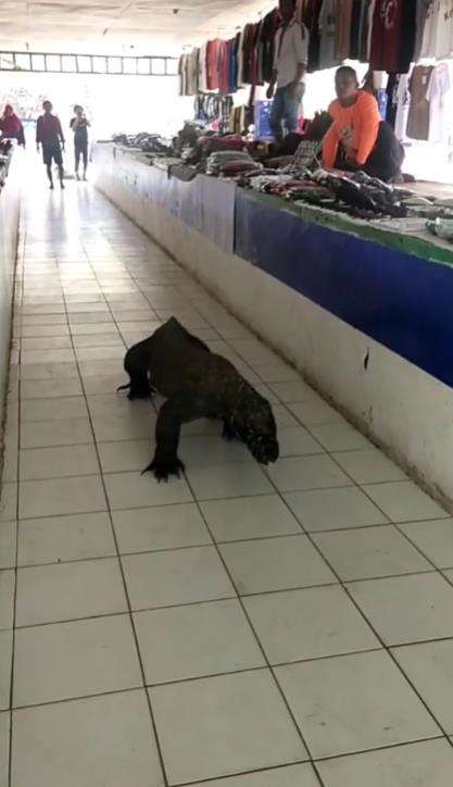 Viral komodo jalan-jalan di pasar souvenir Labuan Bajo.