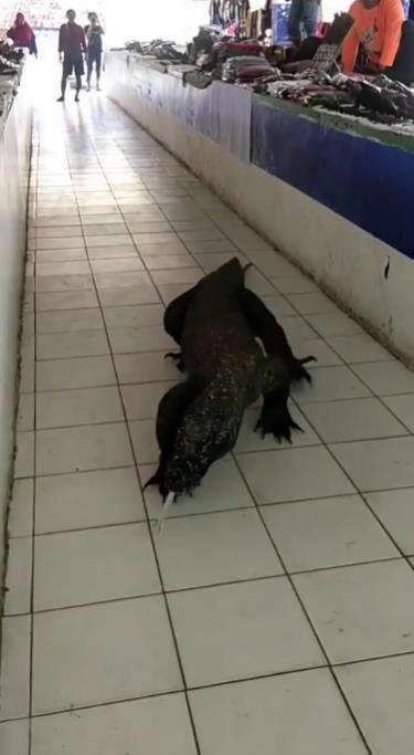 Viral komodo jalan-jalan di pasar souvenir Labuan Bajo.