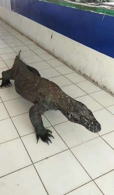 Viral komodo jalan-jalan di pasar souvenir Labuan Bajo.
