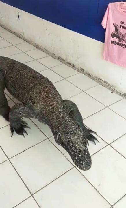 Viral komodo jalan-jalan di pasar souvenir Labuan Bajo.