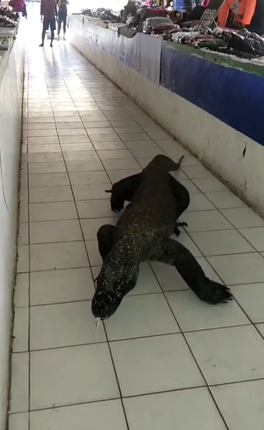 TikTok @komodo_predator
