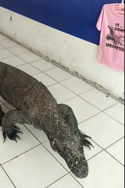 TikTok @komodo_predator