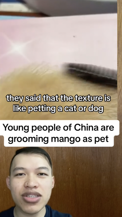 Memelihara Mangga