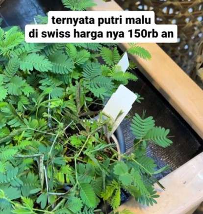 Tanaman putri malu di Swis