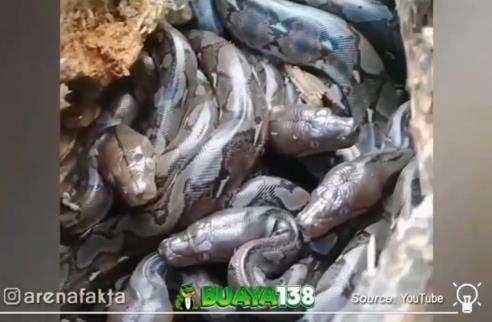 Temukan anak ular dan telur ular dalam batang pohon.