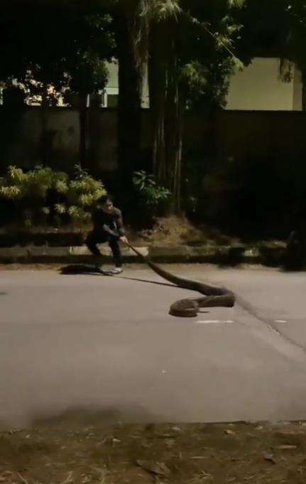 Momen pemuda pemberani ajak bermain ular piton malam-malam.