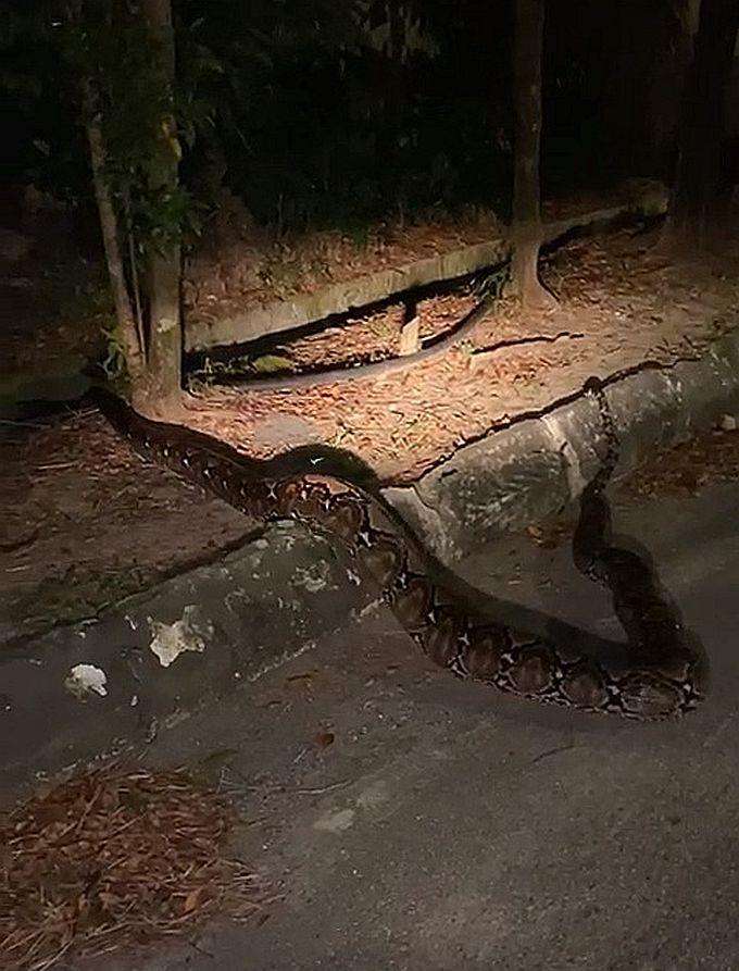 Momen pemuda pemberani ajak bermain ular piton malam-malam.