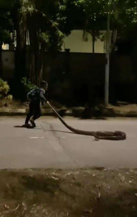 Momen pemuda pemberani ajak bermain ular piton malam-malam.