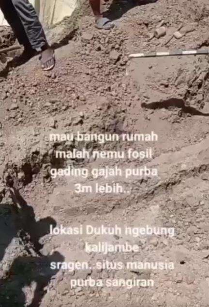 Mau bangun pondasi rumah, malah temukan fosil gading gajah purba.
