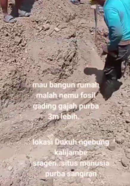 Mau bangun pondasi rumah, malah temukan fosil gading gajah purba.