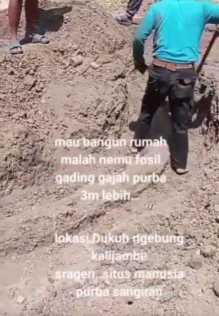 Mau bangun pondasi rumah, malah temukan fosil gading gajah purba.
