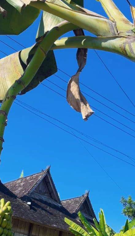 Pohon pisang seribu ternyata ada di dunia nyata.