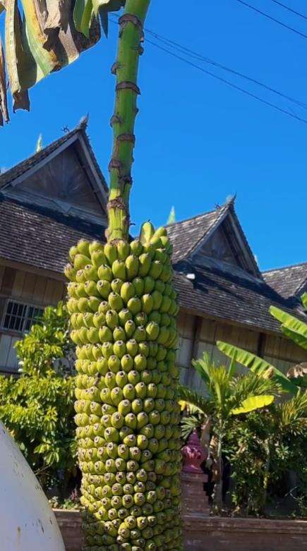 Pohon pisang seribu ternyata ada di dunia nyata.