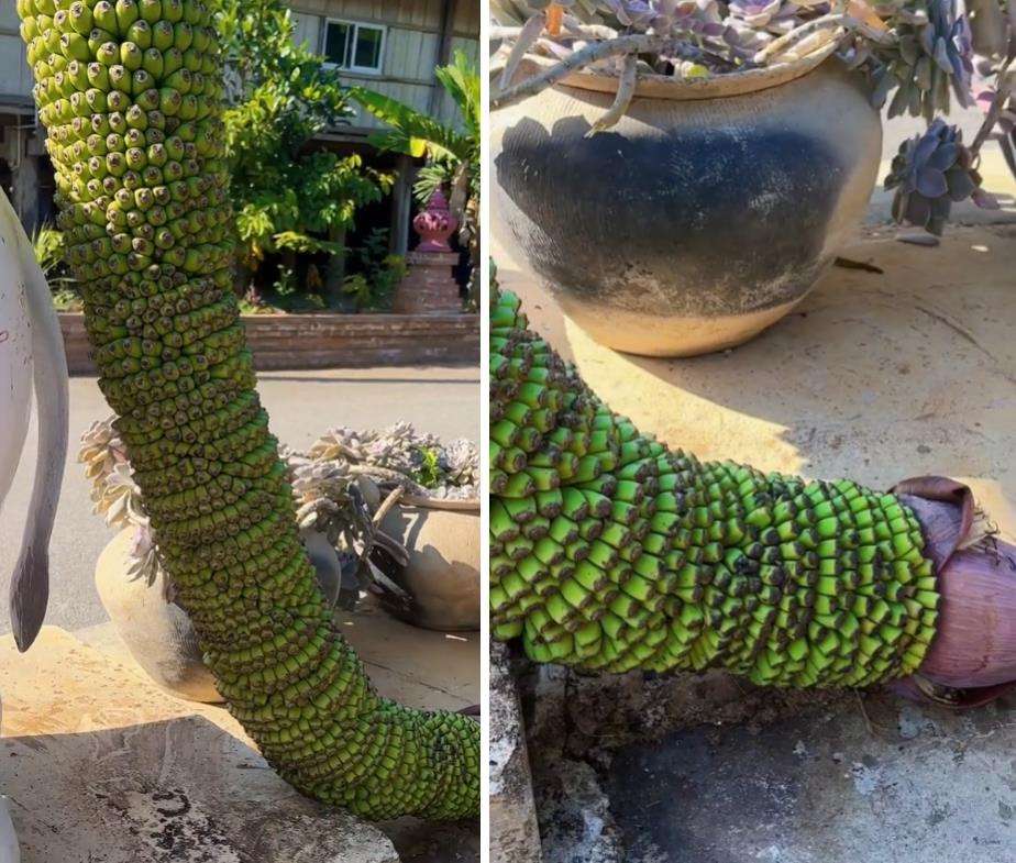 Pohon pisang seribu ternyata ada di dunia nyata.