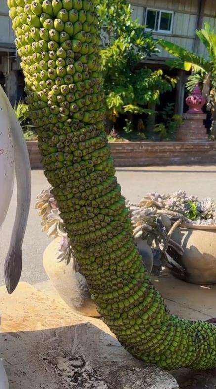 Pohon pisang seribu ternyata ada di dunia nyata.