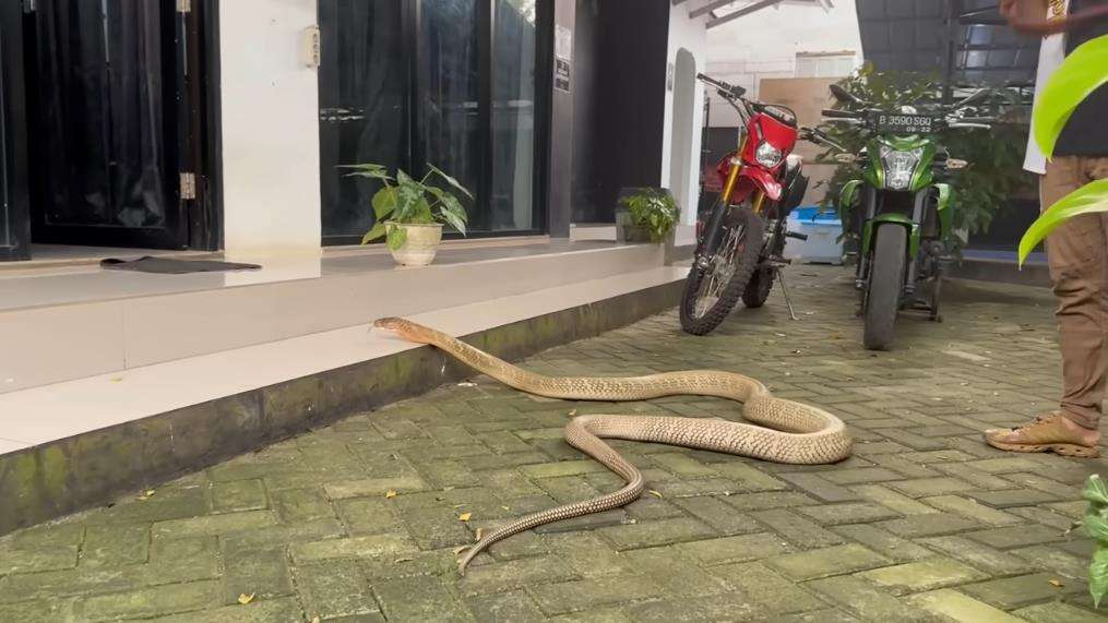 Panji Petualang beberapa kali di serang ular king kobra terbesar di Kalimantan.