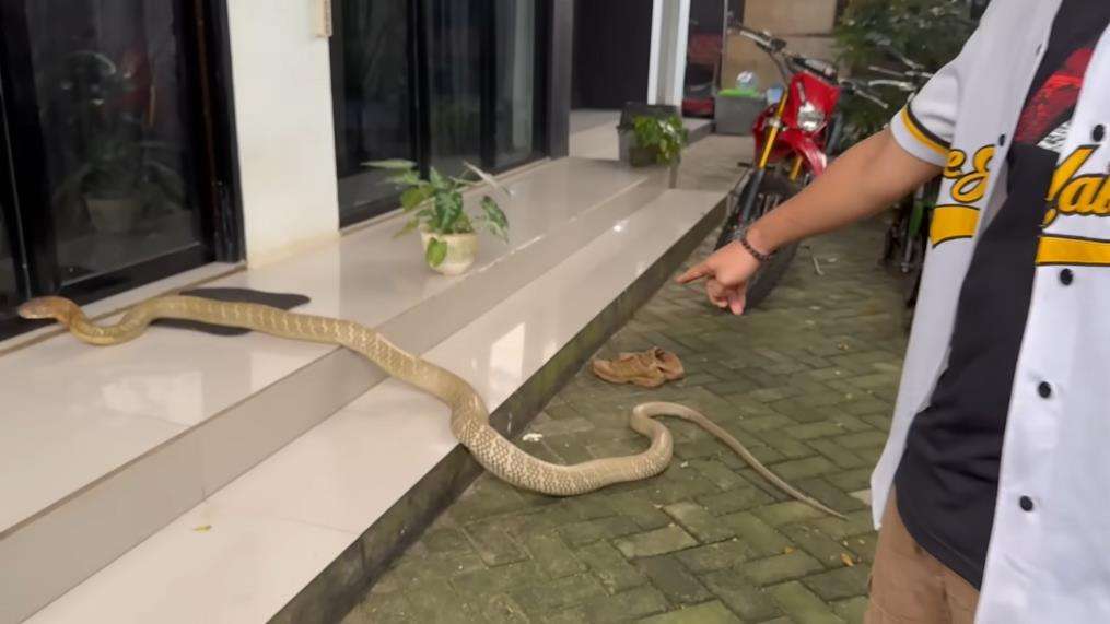 Panji Petualang beberapa kali di serang ular king kobra terbesar di Kalimantan.