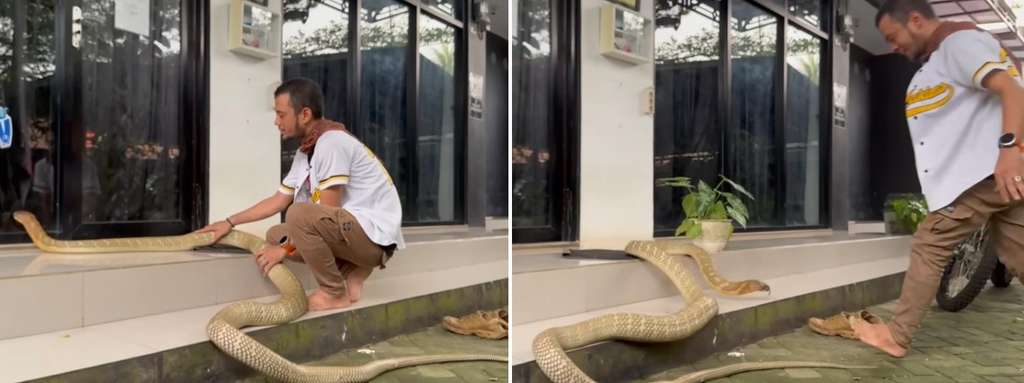 Panji Petualang beberapa kali di serang ular king kobra terbesar di Kalimantan.