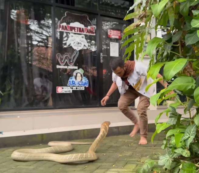 Panji Petualang beberapa kali di serang ular king kobra terbesar di Kalimantan.