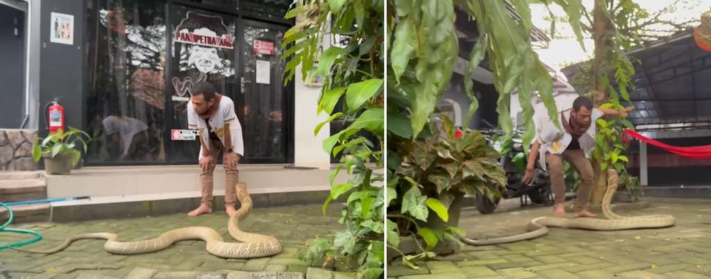Panji Petualang beberapa kali di serang ular king kobra terbesar di Kalimantan.
