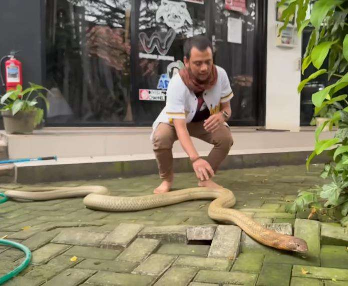 Panji Petualang beberapa kali di serang ular king kobra terbesar di Kalimantan.
