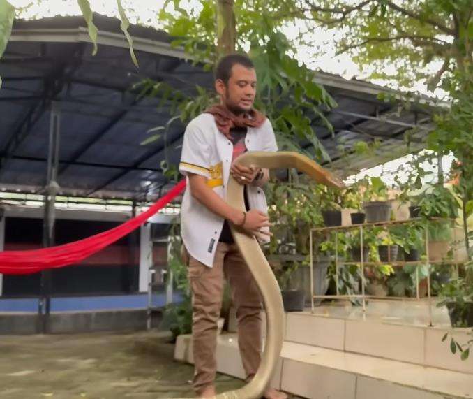 Panji Petualang beberapa kali di serang ular king kobra terbesar di Kalimantan.
