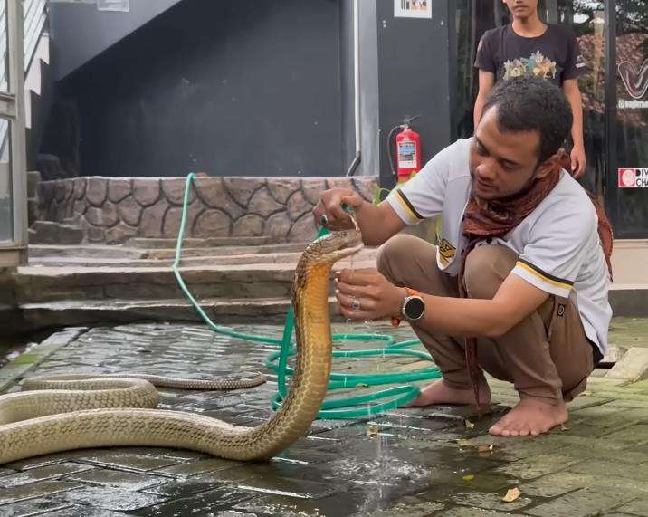 Panji Petualang beberapa kali di serang ular king kobra terbesar di Kalimantan.