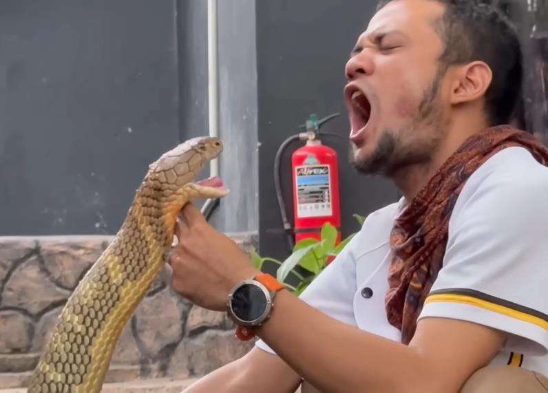 Panji Petualang beberapa kali di serang ular king kobra terbesar di Kalimantan.