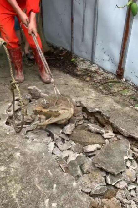 Viral penangkapan buaya di tengah jalan kampung.