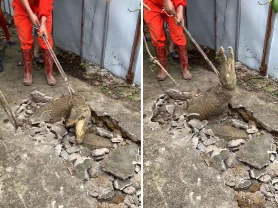 Viral penangkapan buaya di tengah jalan kampung.