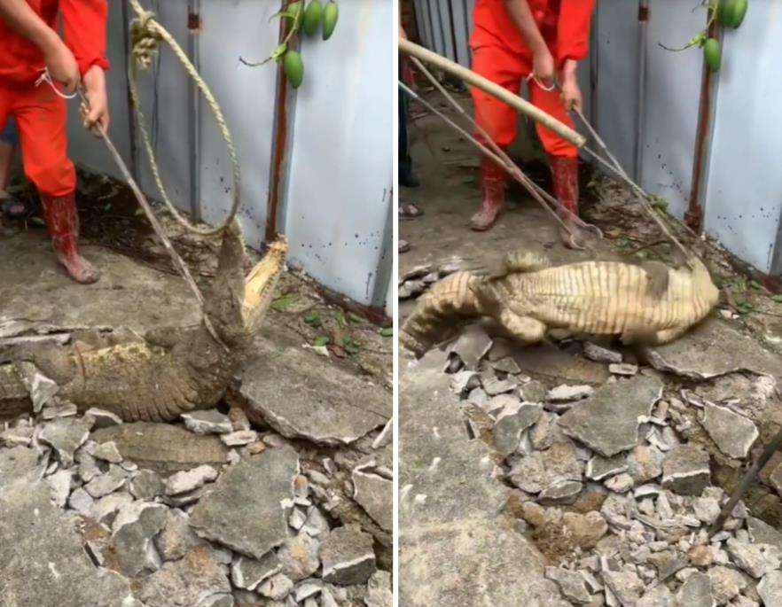Viral penangkapan buaya di tengah jalan kampung.