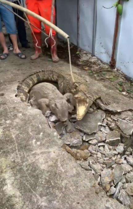 Viral penangkapan buaya di tengah jalan kampung.
