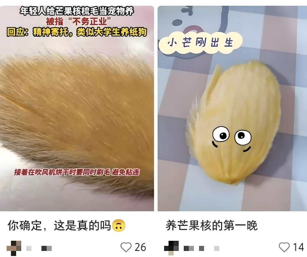 Tren pelihara biji mangga berbulu.