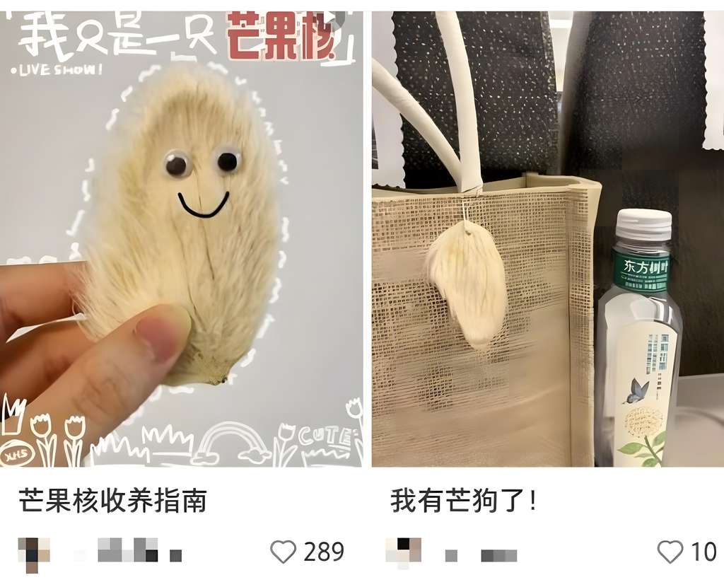 Tren pelihara biji mangga berbulu.