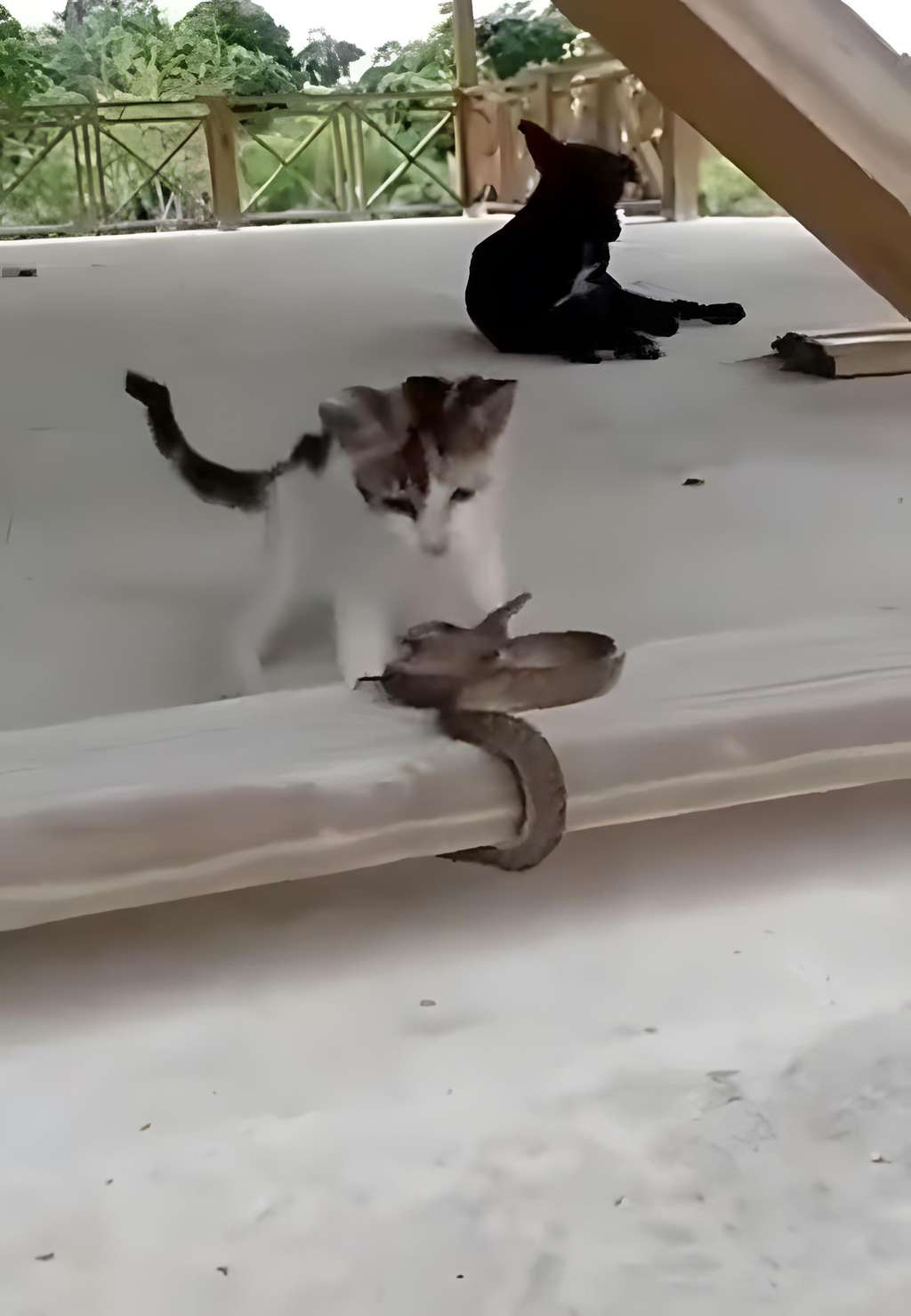 Adu lincah kucing vs ular saat berduel.