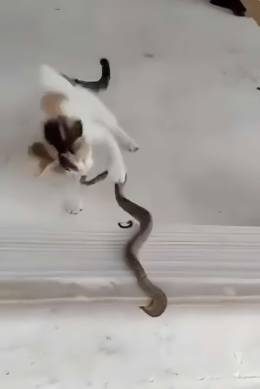 Adu lincah kucing vs ular saat berduel.