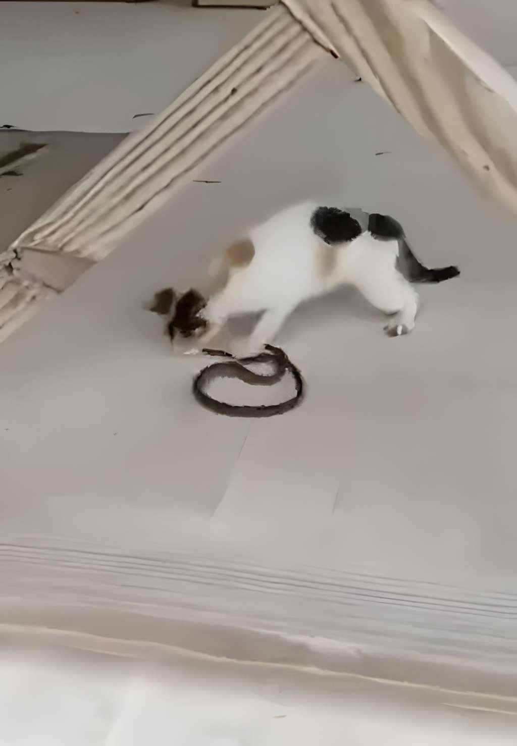 Adu lincah kucing vs ular saat berduel.