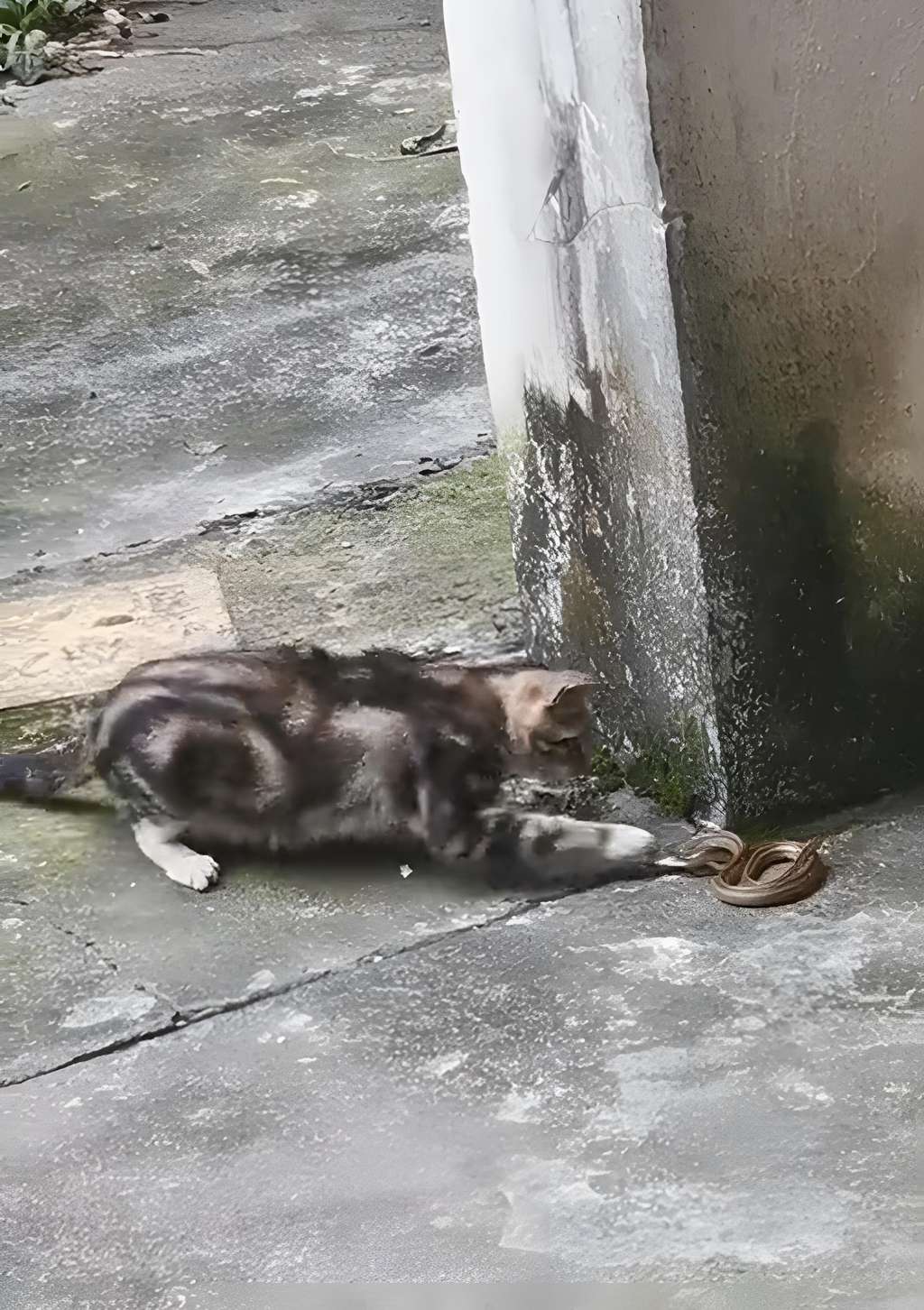 Adu lincah kucing vs ular saat berduel.